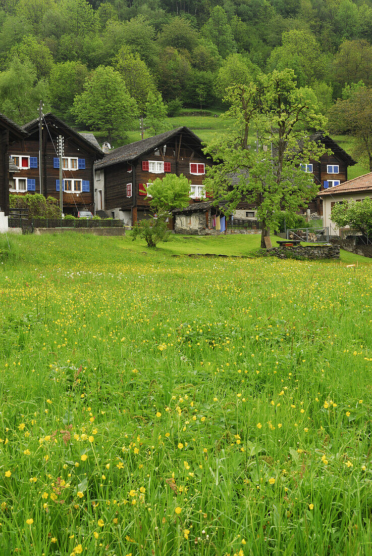 Blumenwiese mit Holzhäusern im Hintergrund, Rossura, Valle Leventina, Tessin, Schweiz