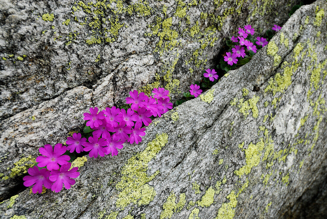 Alpenprimel wächst in Spalt eines Granitfelsen, Cima Trosa, Tessiner Alpen, Tessin, Schweiz