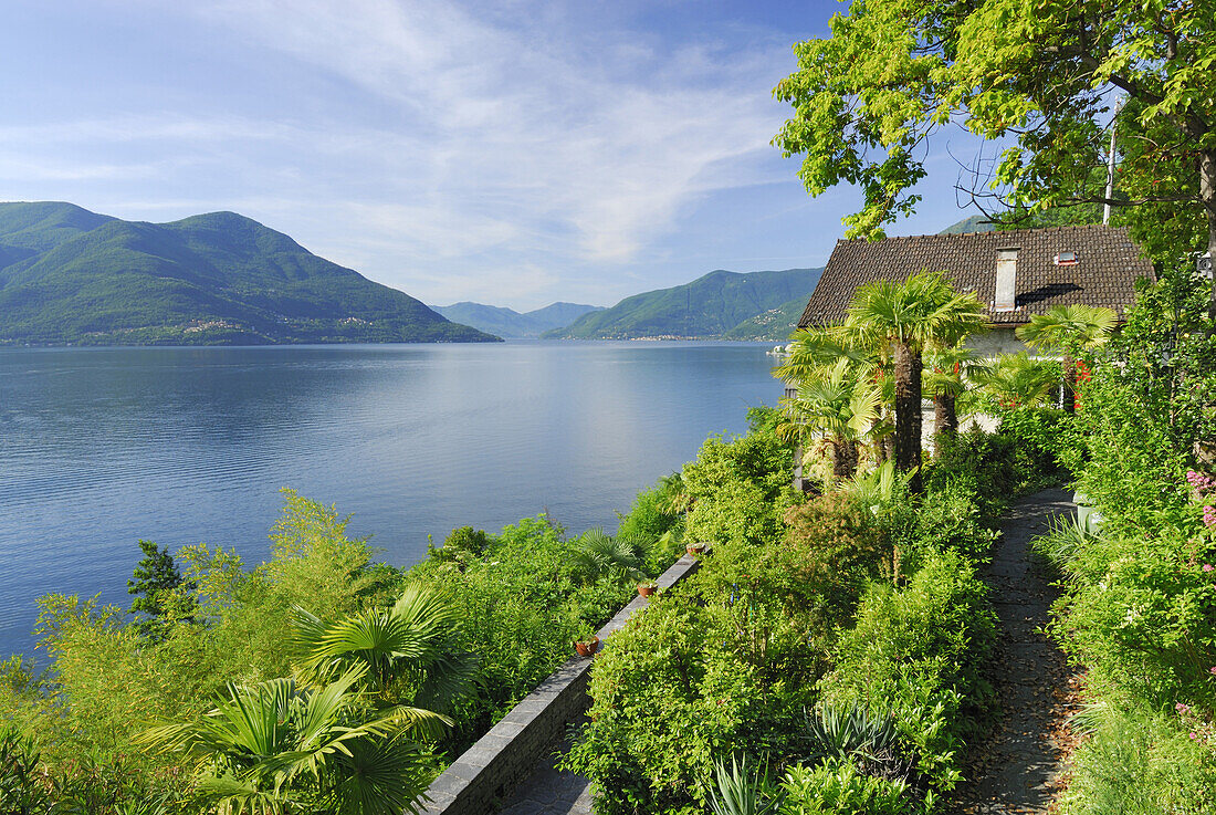Terraced garden with palm trees above lake Maggiore, Ronco sopra Ascona, lake Maggiore, Lago Maggiore, Ticino, Switzerland