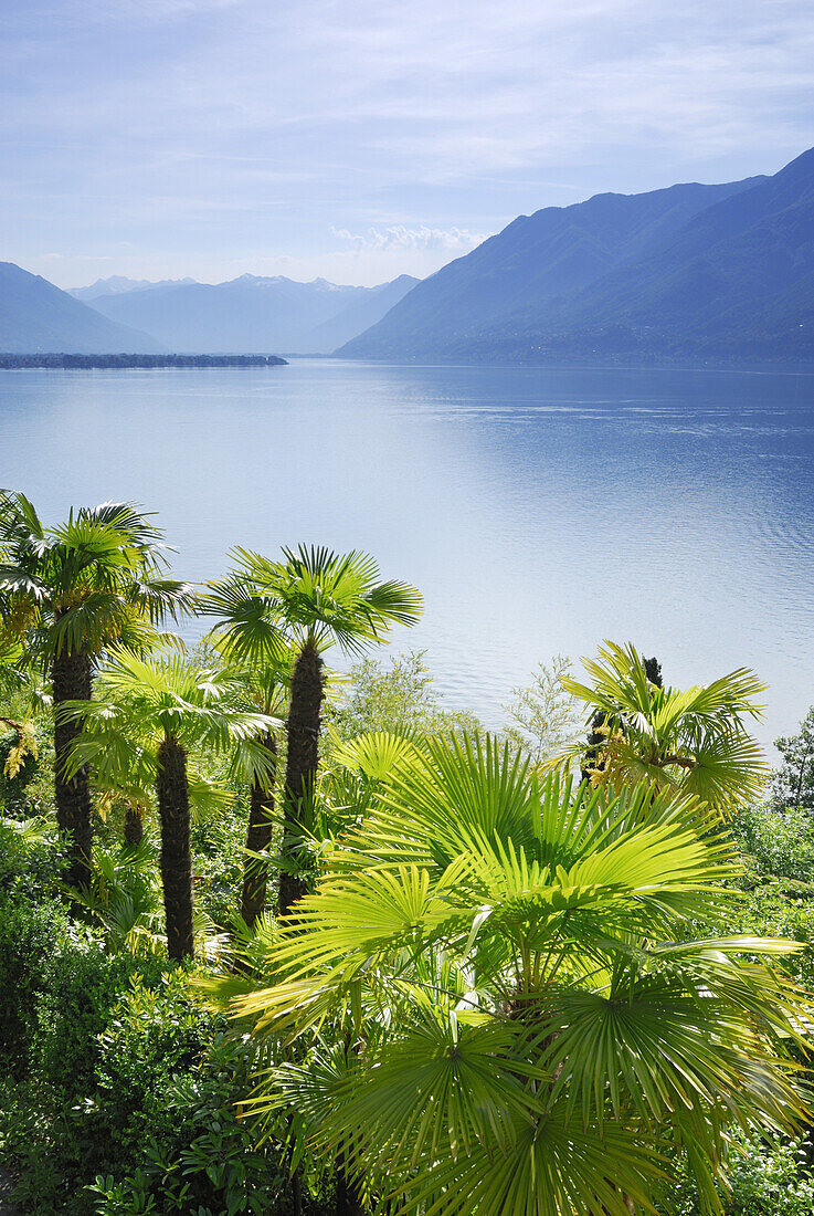 Palmen über Lago Maggiore, Lago Maggiore, Tessin, Schweiz