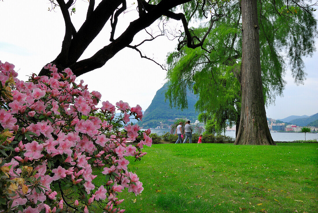 Family walking through city park of Lugano with rhododendron in the foreground, Lugano, Ticino, Switzerland