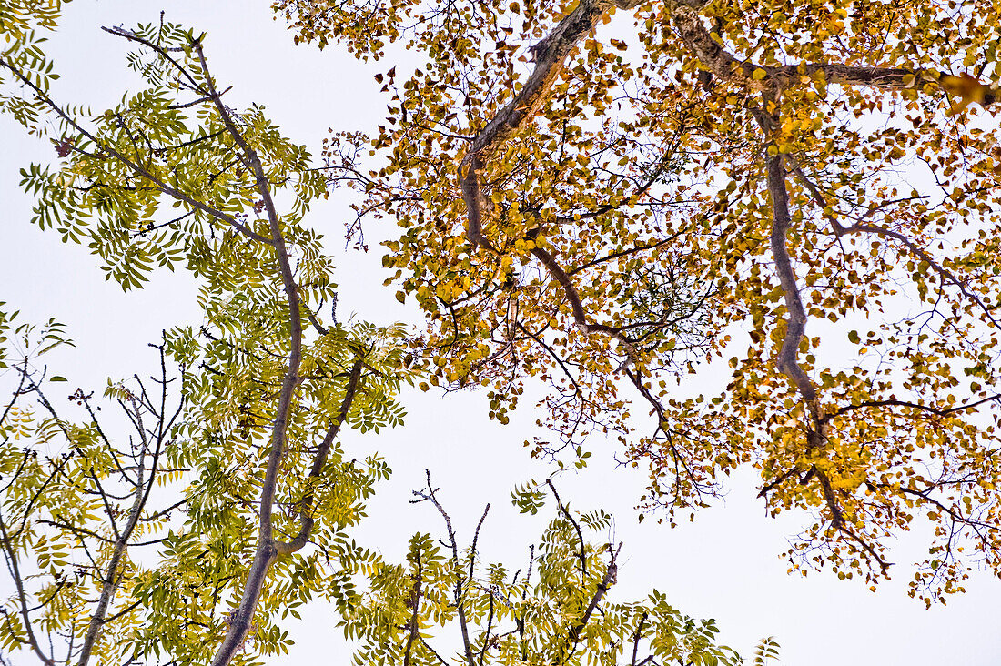 Autumn foliage, Nymphenburg palace park, Munich, Bavaria, Germany