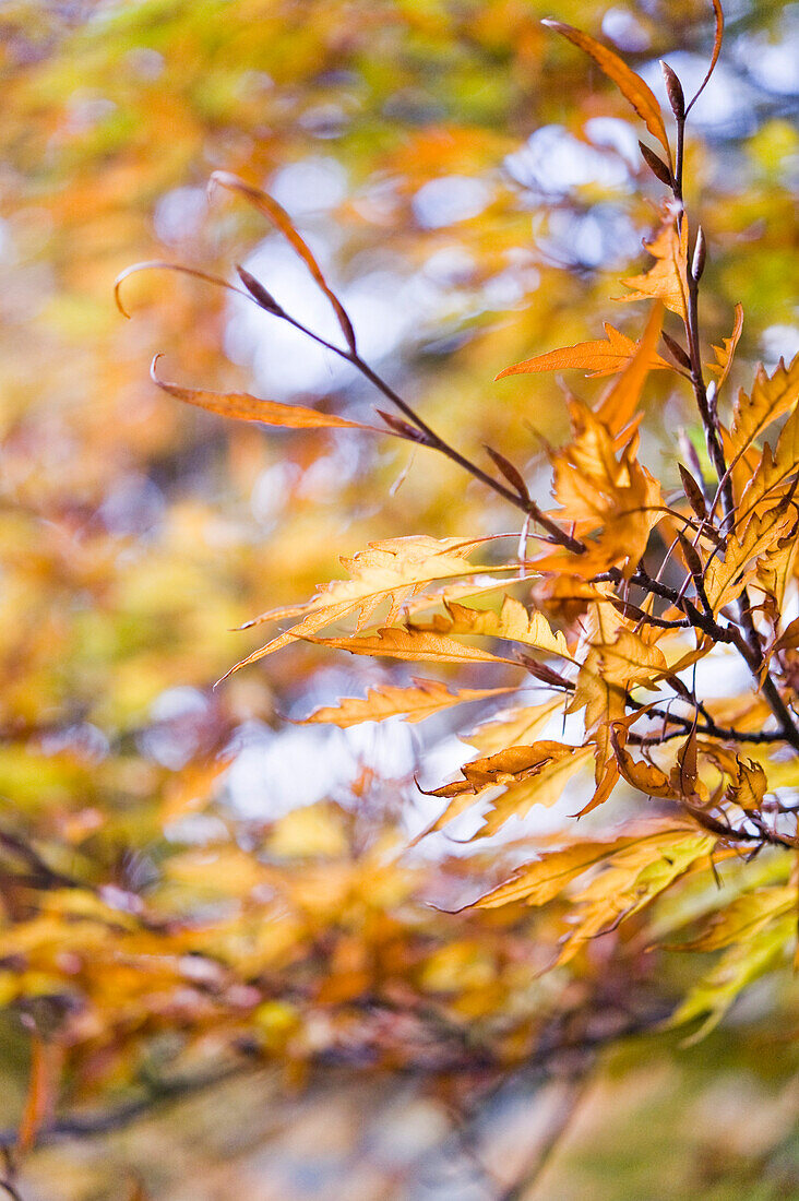 Herbstlaub, Schlosspark Nymphenburg, München, Bayern, Deutschland
