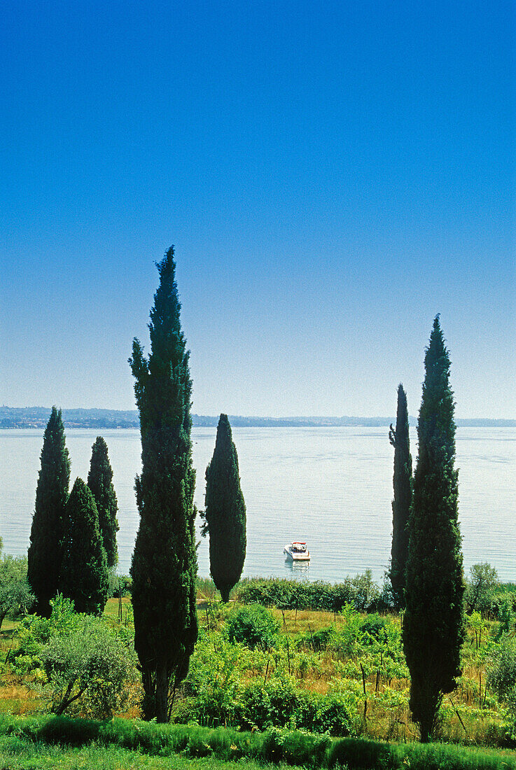 Zypressen am Seeufer unter blauem Himmel, Gardasee, Venetien, Italien, Europa