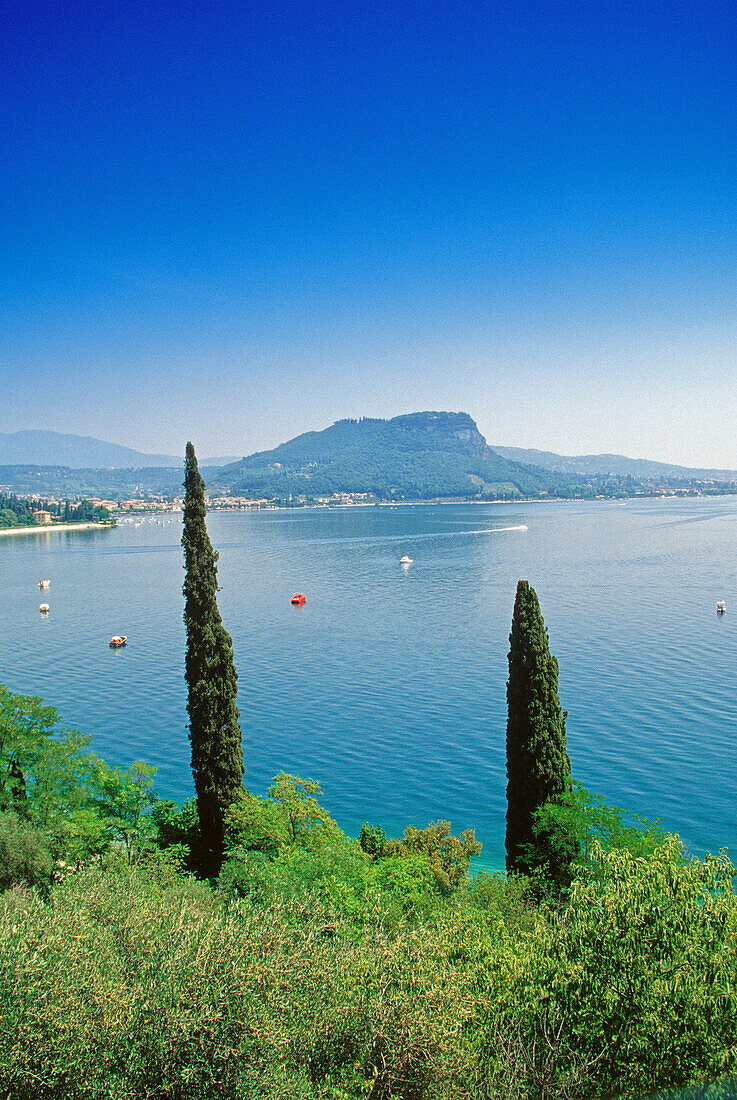 Zypressen am Seeufer unter blauem Himmel, Gardasee, Venetien, Italien, Europa