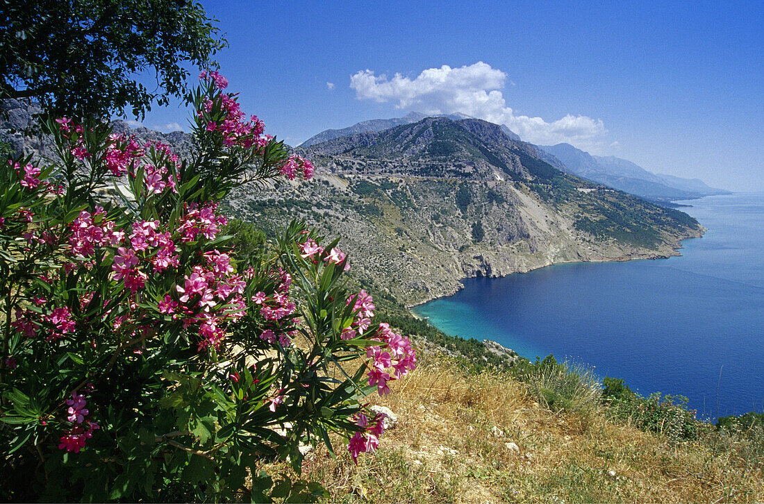 Oleanderblüten vor Küstenlandschaft unter blauem Himmel, Makarska Riviera, Kroatische Adriaküste, Dalmatien, Kroatien, Europa