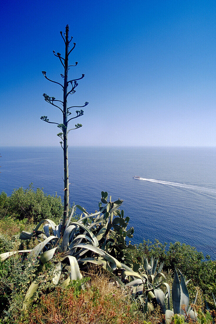 Blick auf Vegetation und Meer unter blauem Himmel, Cinque Terre, Ligurien, Italienische Riviera, Italien, Europa