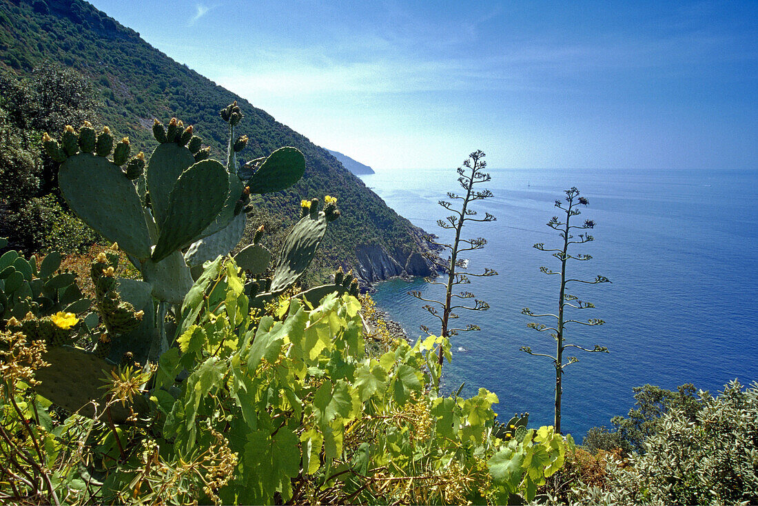 Vegetation an der Felsküste im Sonnenlicht, Cinque Terre, Ligurien, Italienische Riviera, Italien, Europa