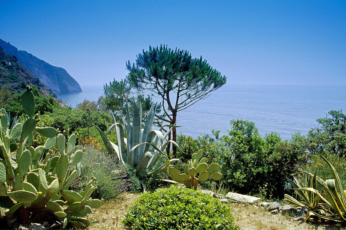 Vegetation an der Felsküste bei Riomaggiore, Cinque Terre, Ligurien, Italienische Riviera, Italien, Europa