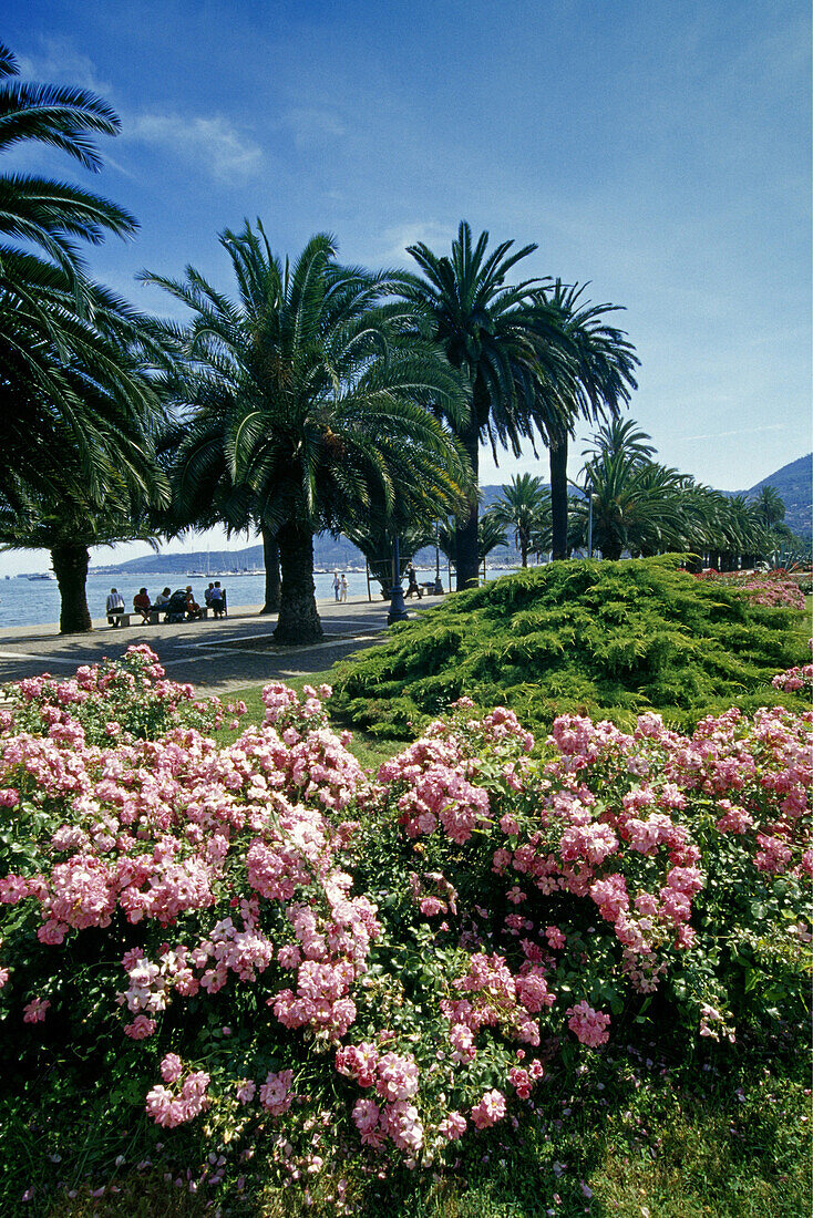 Palm trees at the seaside promenade under blue sky, La Spezia, Liguria, Italian Riviera, Italy, Europe