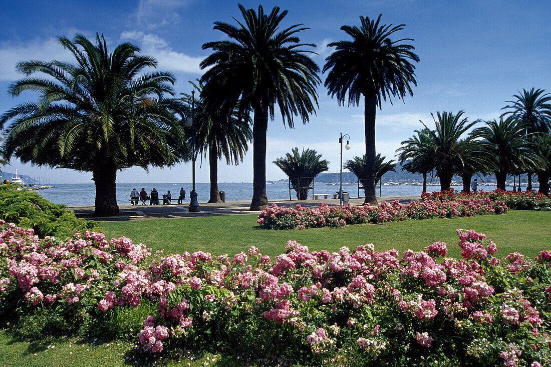 Blumen und Palmen an der Hafenpromenade, La Spezia, Italienische Riviera, Ligurien, Italien, Europa