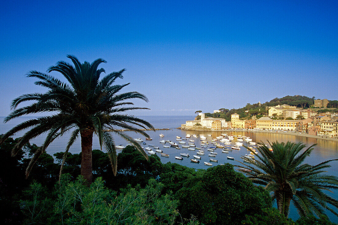 Palm trees at Baia del Silenzio bay under blue sky, Sestri Levante, Liguria, Italian Riviera, Italy, Europe