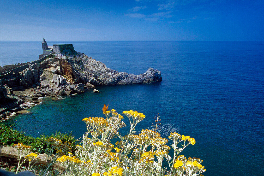 Yellow flowers in front of the church San Pietro on the rocky coast, Portovenere, Italien Riviera, Liguria, Italy, Europe