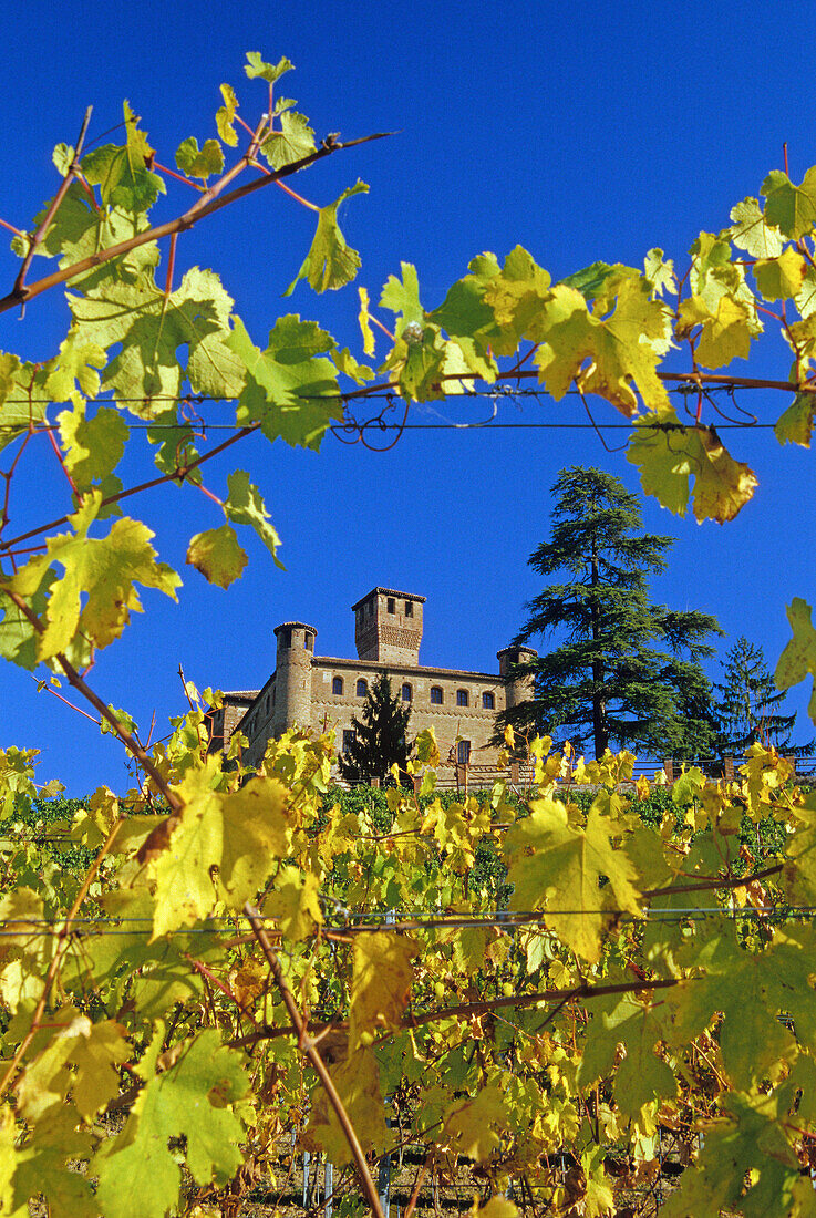 Weinberg und das Castello Grinzane Cavour unter blauem Himmel, Piemont, Italien, Europa