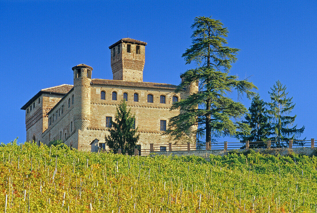 Vineyard and Castello Grinzane Cavour under blue sky, Piedmont, Italy, Europe