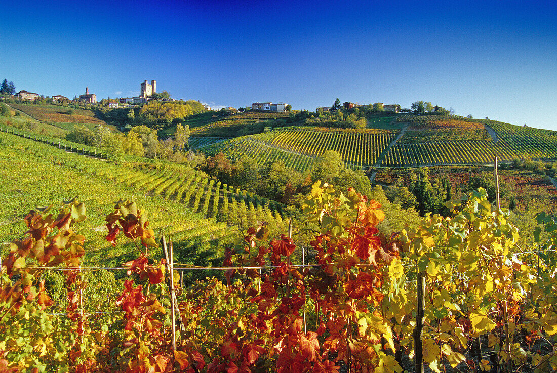 Weinberge vor Serralunga d´Alba im Sonnenlicht, Piemont, Italien, Europa