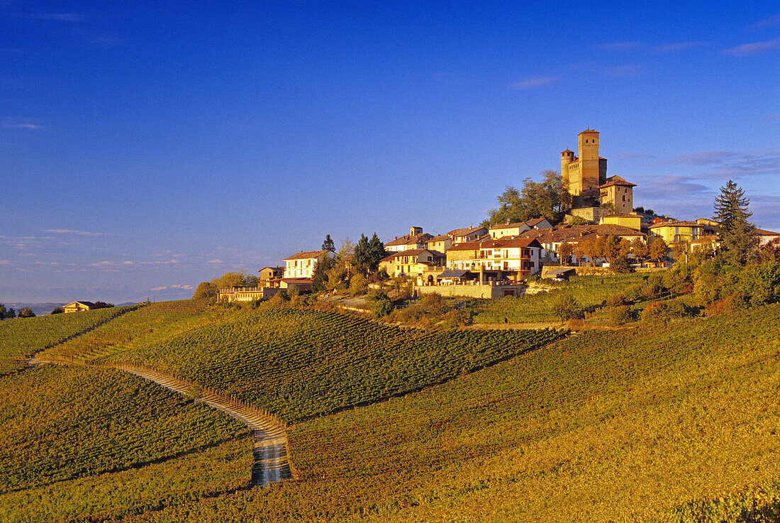 Vineyards in front of Serralunga d´Alba in the sunlight, Piedmont, Italy, Europe