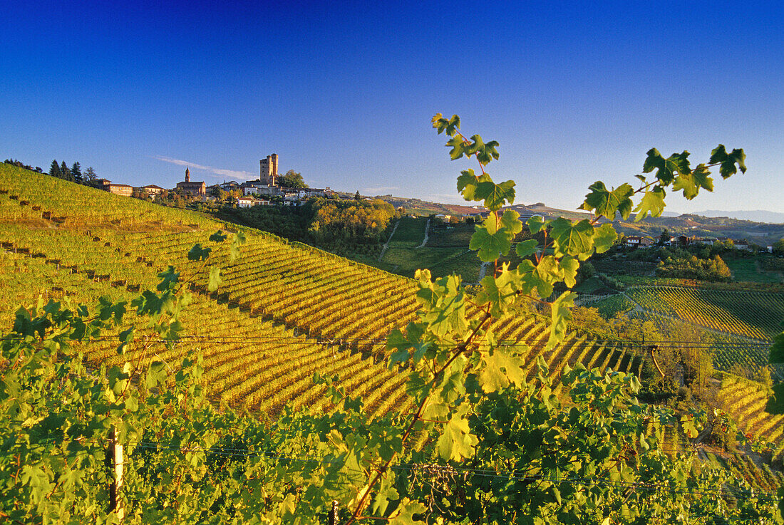 Vineyards in front of Serralunga d´Alba in the sunlight, Piedmont, Italy, Europe
