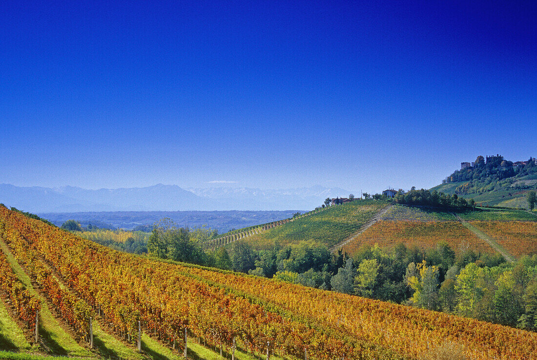 View over vineyards to the alps under blue sky, Piedmont, Italy, Europe