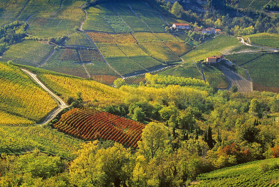 Vineyards in front of Serralunga d´Alba in the sunlight, Piedmont, Italy, Europe