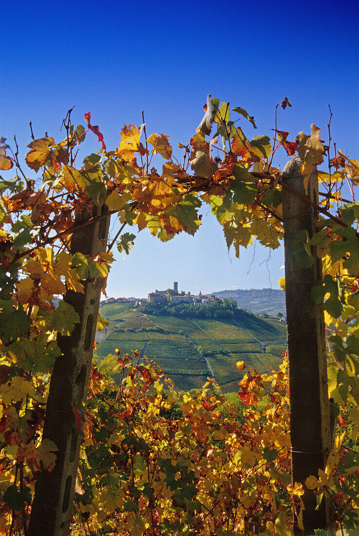 Vineyard in front of Castiglione Falletto under blue sky, Piedmont, Italy, Europe