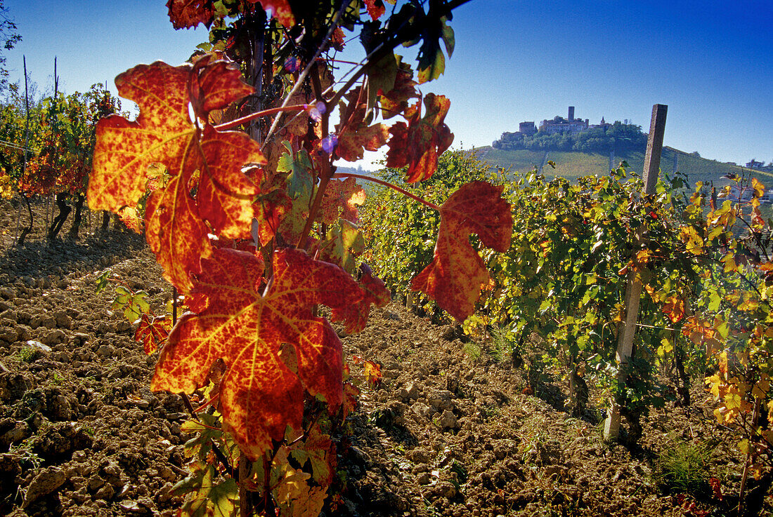 Vineyard in front of Castiglione Falletto under blue sky, Piedmont, Italy, Europe