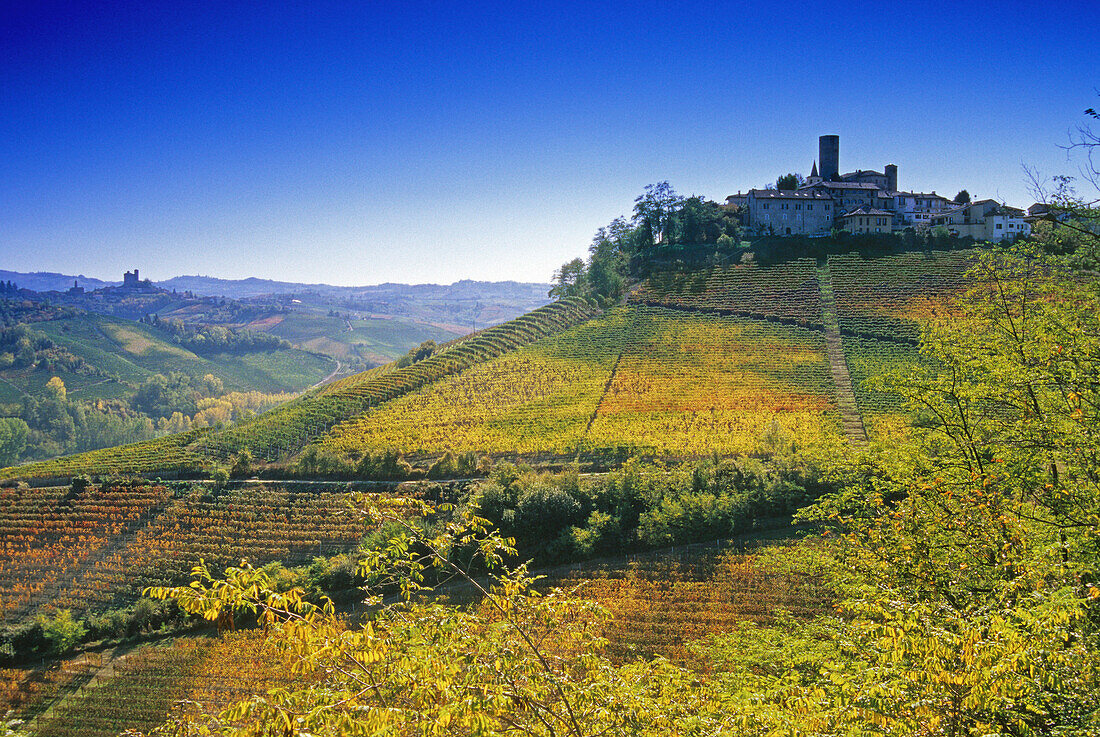 Vineyard in front of Castiglione Falletto under blue sky, Piedmont, Italy, Europe