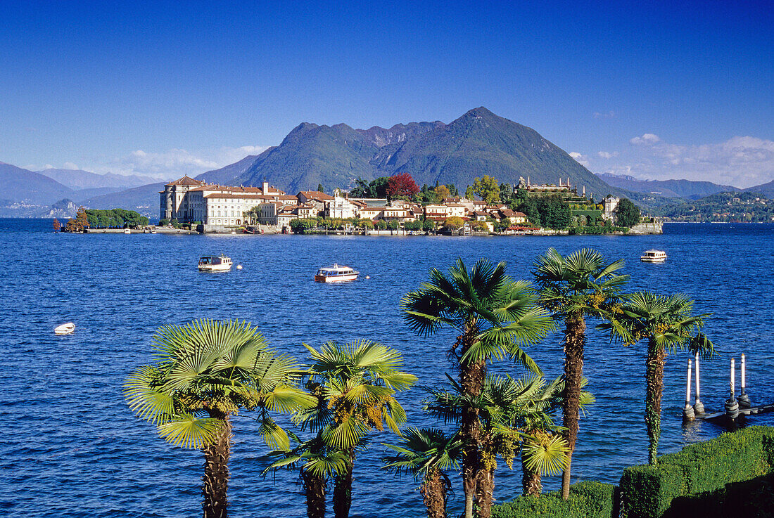 Blick über Palmen zur Isola Bella, Borromäische Inseln, Lago Maggiore, Piemont, Italien, Europa