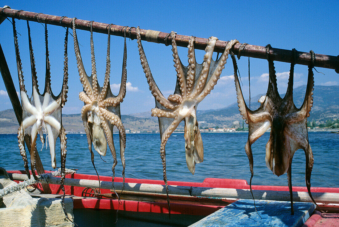 Zum Trocknen aufgehängte Tintenfische im Sonnenlicht, Lesbos, Griechenland, Europa