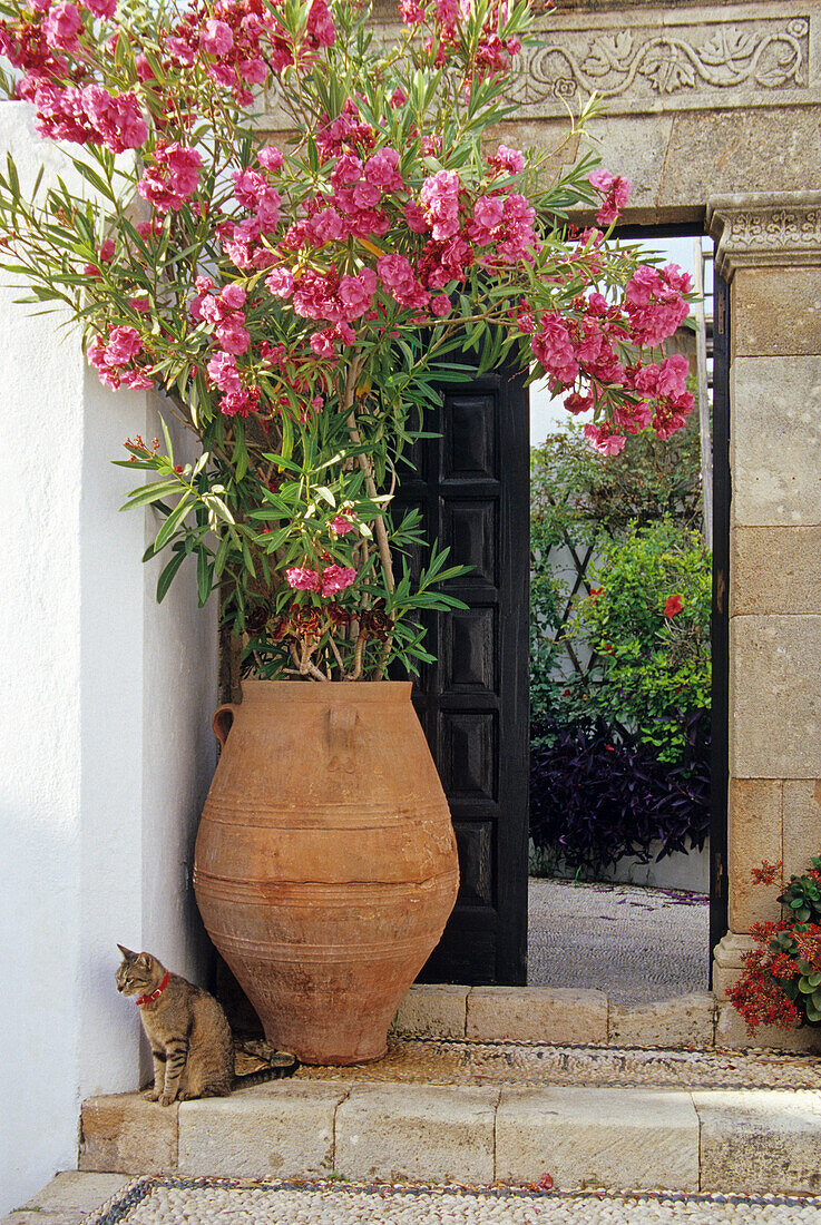 House entrance with cat and oleander, Lindos, Island of Rhodes, Greece, Europe