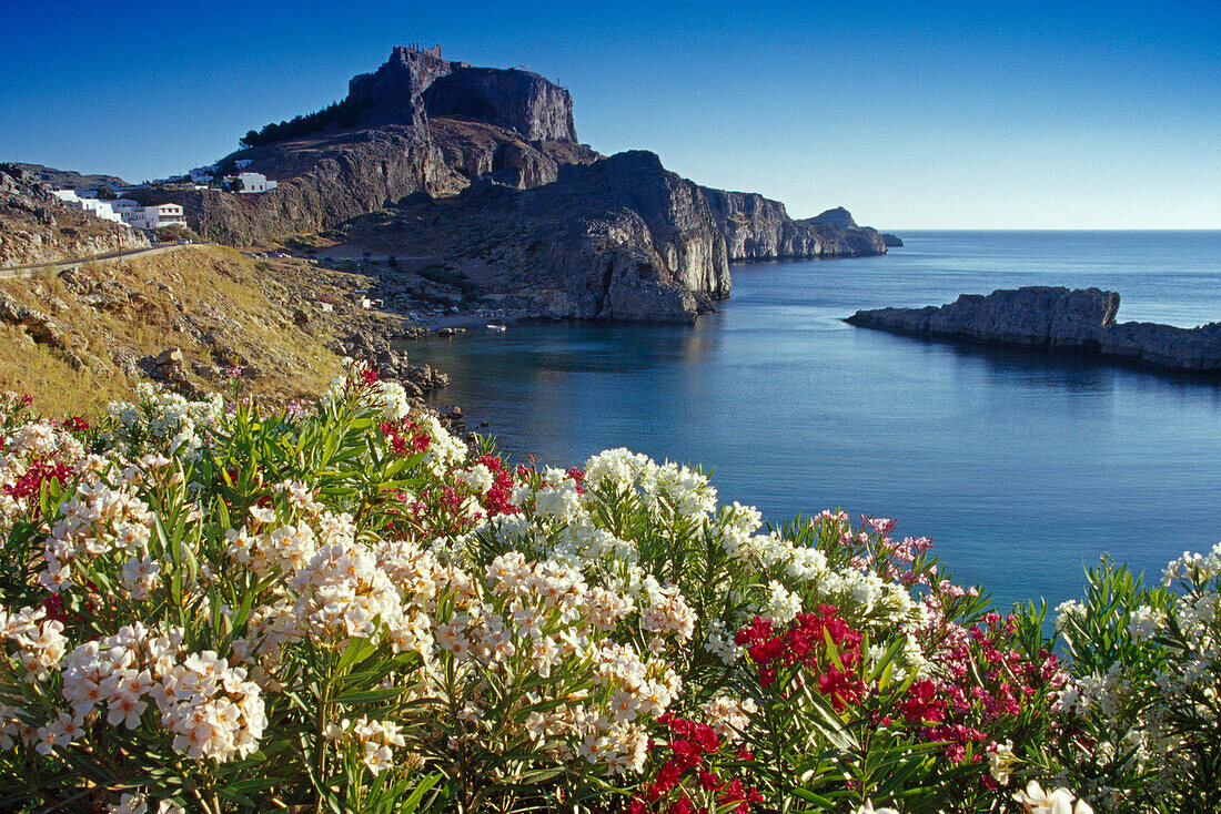 Oleander blossom at Agios Pavlos bay in front of the acropolis, Lindos, Island of Rhodes, Greece, Europe