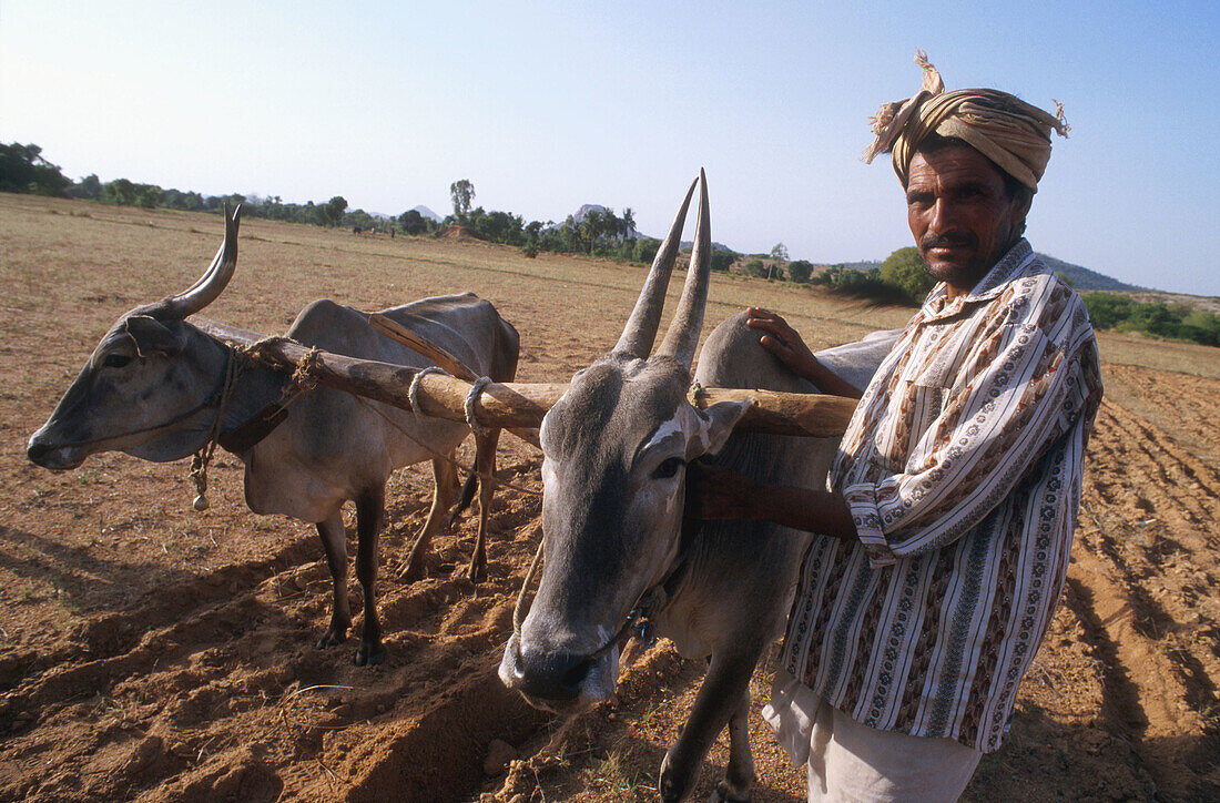 5281  INDIA - FARMING  MAN PLOUGHING FIELD  KARNATAKA
