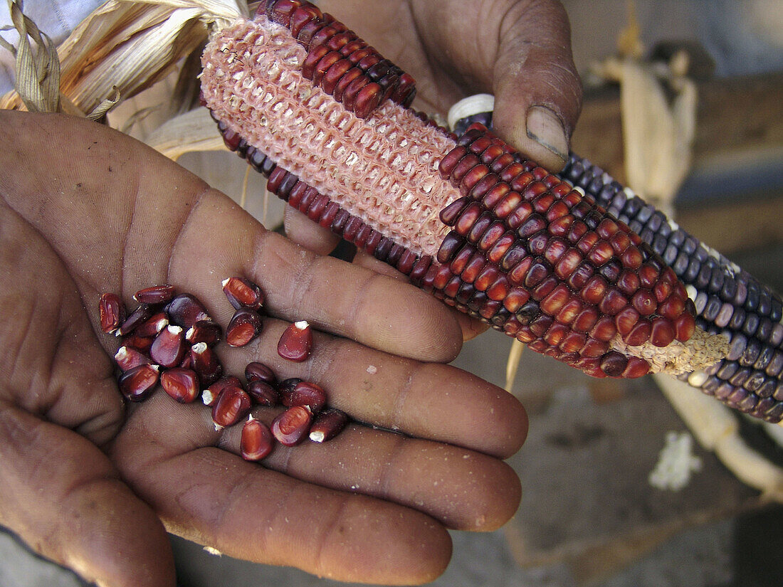 HONDURAS  Varieties of maize: red kind   Marcala