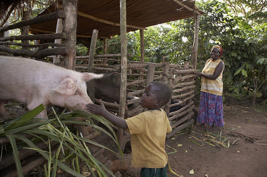 UGANDA  In the home of farmer Najjemba Teopista, Kasaayi village, Kayunga District  Kevin, 5, feeding the pig