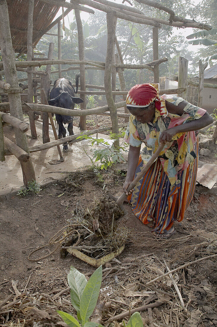 UGANDA  In the home of Najjemba Teopista, farmer of  Kasaayi village, Kayunga District  Teopista gathering cow manure from her cow pen