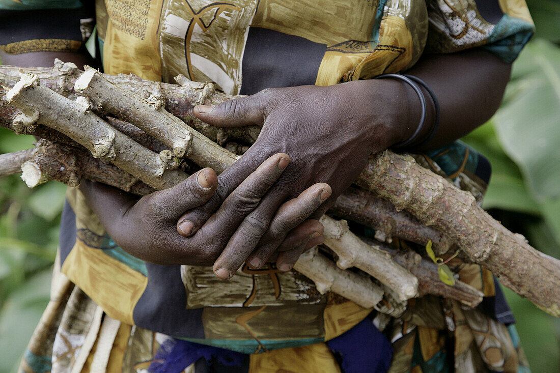 UGANDA  Close-up of cassava stems which will be planted and soon sprout  Kayunga District