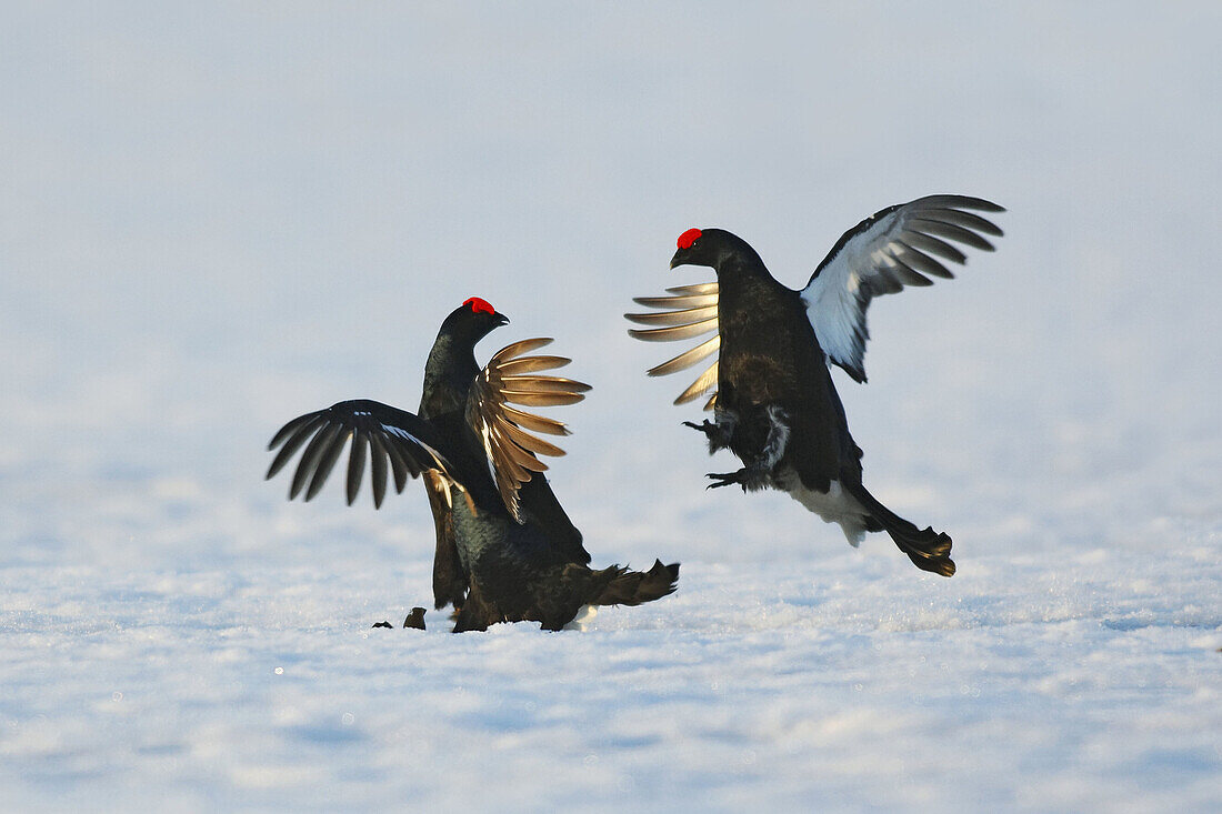 Black Grouse (Tetrao tetrix)