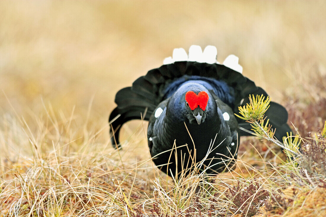 Black Grouse (Tetrao tetrix), male