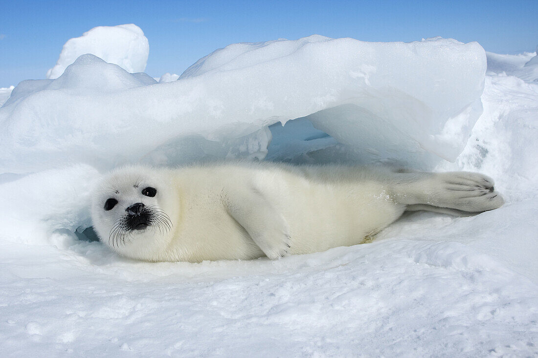 Harp Seal (Phoca groenlandica), pup. Magdalen Islands, Quebec, Canada