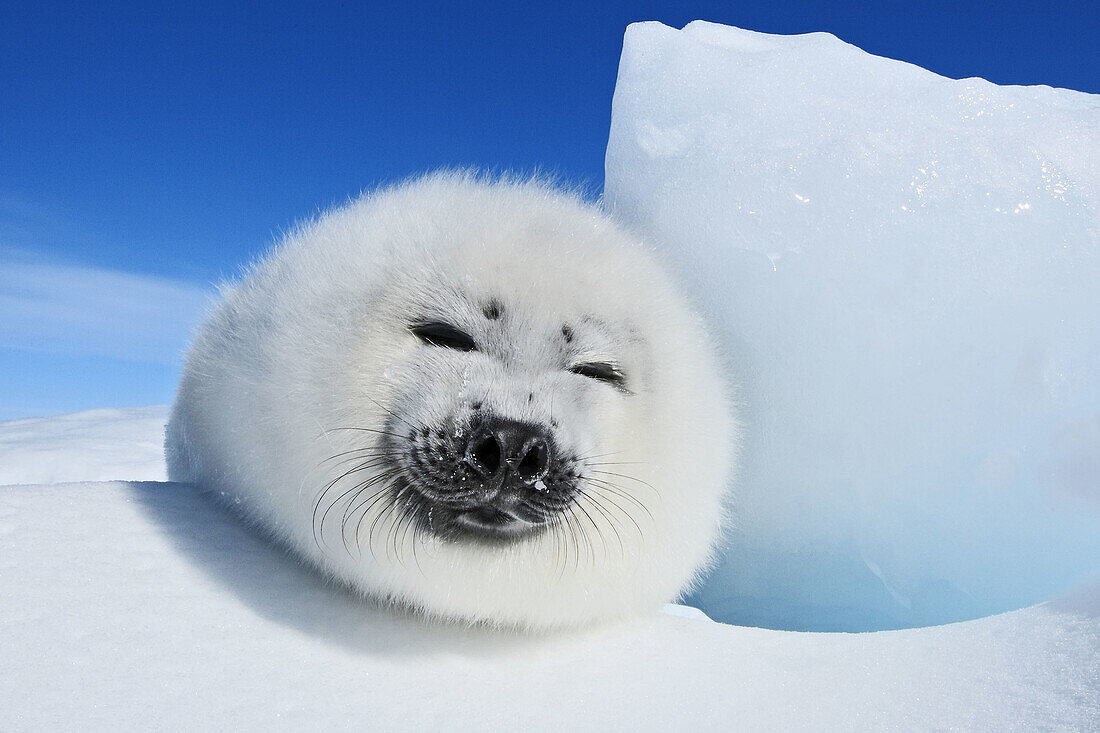 Harp Seal (Phoca groenlandica), pup. Magdalen Islands, Quebec, Canada