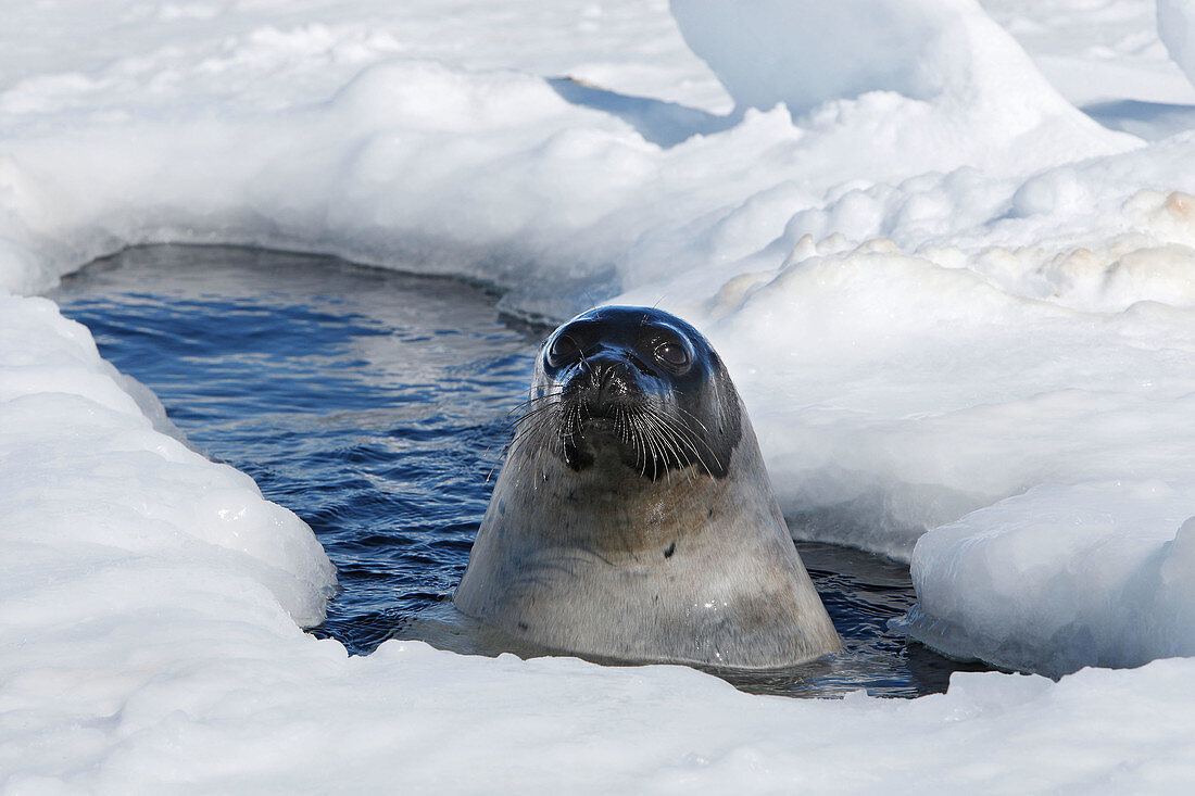 Harp Seal (Phoca groenlandica), adult female. Magdalen Islands, Quebec, Canada