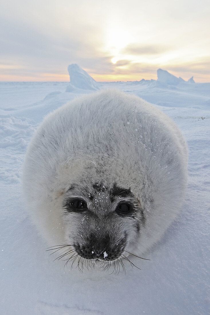 Harp Seal (Phoca groenlandica), pup. Magdalen Islands, Quebec, Canada