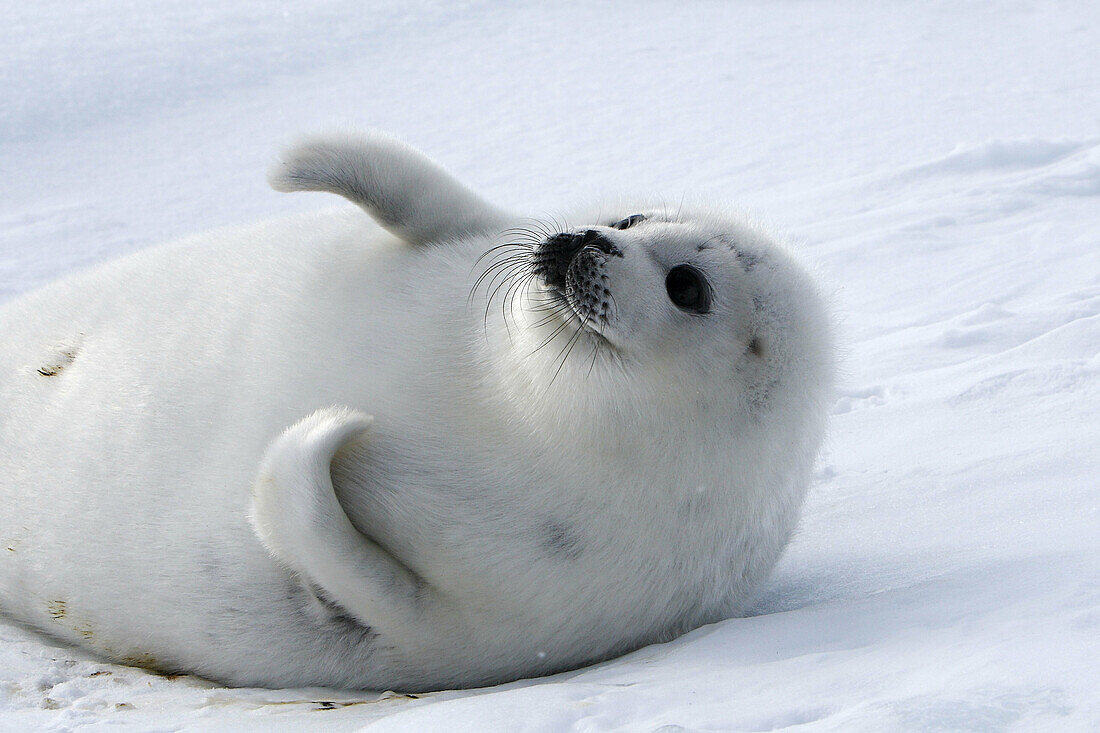 Harp Seal (Phoca groenlandica), pup. Magdalen Islands, Quebec, Canada