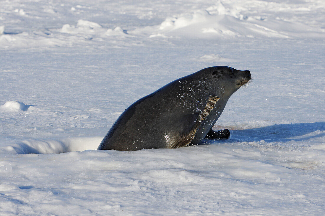 Harp Seal (Phoca groenlandica), adult female. Magdalen Islands, Quebec, Canada