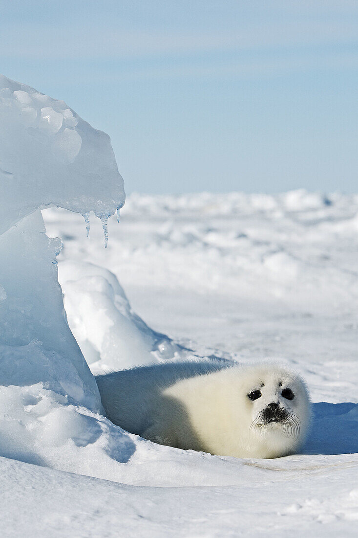 Harp Seal (Phoca groenlandica), pup. Magdalen Islands, Quebec, Canada