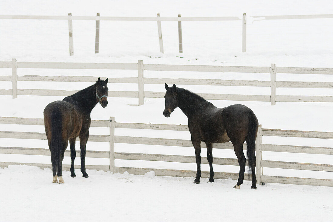 Two horses standing by a fence in snow covered field, Sun Peaks, BC, Canada