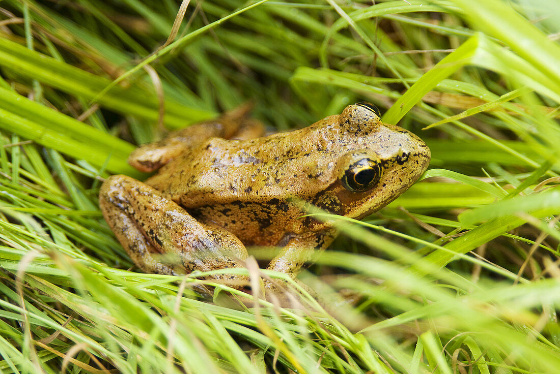 A frog in the grass at Weston Lake, Saltspring Island, BC, Canada