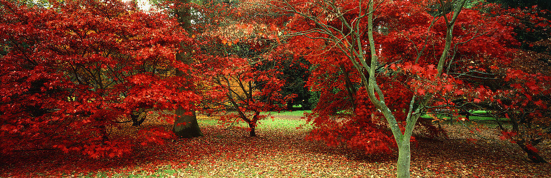 Westonbirt Arboretum, Gloucestershire, UK