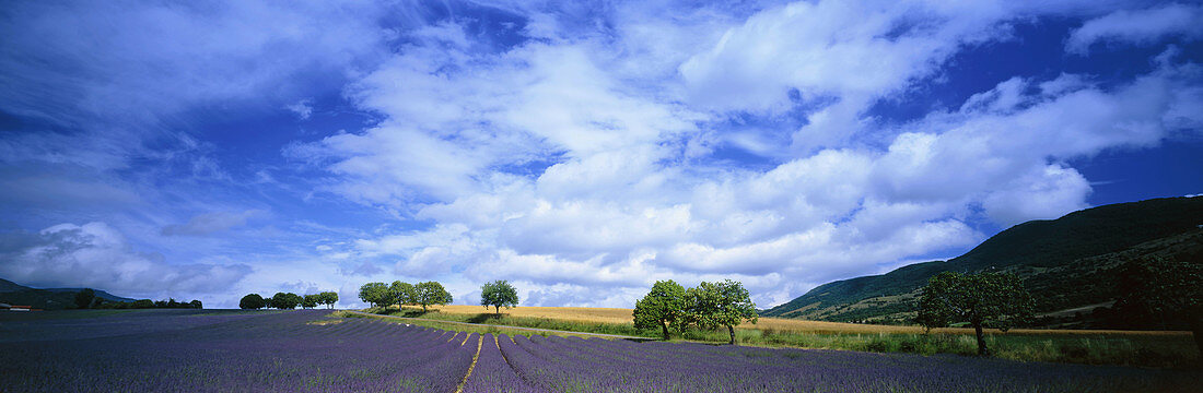 Lavender in Provence, France