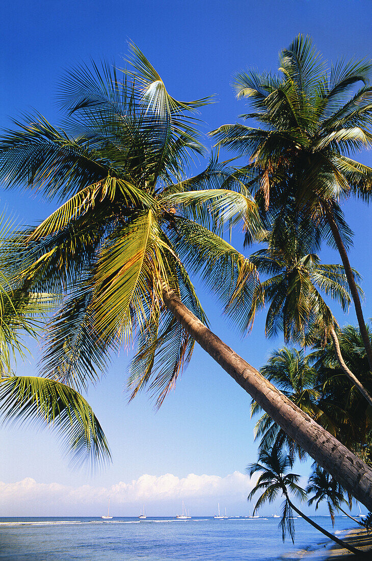 Palm trees, Pigeon Point, Trindad and Tobago